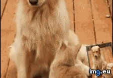 Tags: attention, cat (GIF in My r/AWW favs)