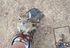 Tags: chipmunk, colorado, estes, interested, park (Pict. in My r/AWW favs)