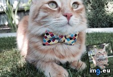 Tags: classy, dapper, gentleman (Pict. in My r/AWW favs)