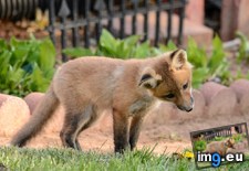 Tags: backyard, curious, fox, friend, pretty (Pict. in My r/AWW favs)