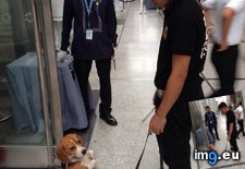 Tags: bomb, cute, dog, sniffing (Pict. in My r/AWW favs)