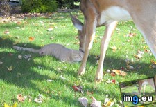 Tags: cat, deer, harrisburg, morning, pennsylvania, visits (Pict. in My r/AWW favs)