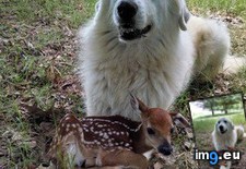 Tags: dog, fawn (Pict. in My r/AWW favs)