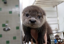 Tags: face, love (Pict. in My r/AWW favs)