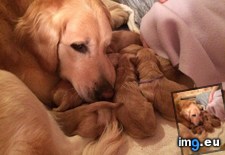 Tags: day, fitting, mama (Pict. in My r/AWW favs)