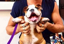 Tags: bulldog, happy (Pict. in My r/AWW favs)
