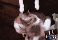 Tags: kiss (GIF in My r/AWW favs)