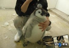 Tags: chubby, penguin (Pict. in My r/AWW favs)