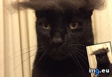 Tags: brushing, toupee (Pict. in My r/AWW favs)