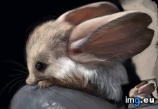 Tags: eared, jerboa, long (Pict. in My r/AWW favs)