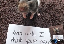 Tags: called, gross, pet, rat (Pict. in My r/AWW favs)