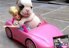 Tags: car, puppy, toy (Pict. in My r/AWW favs)