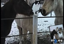 Tags: living, love, ranch, reminder (Pict. in My r/AWW favs)