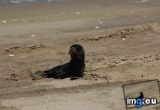 Tags: beach, pup, seal, water (Pict. in My r/AWW favs)