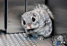 Tags: elevator, flying, siberian, squirrel (Pict. in My r/AWW favs)