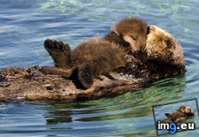 Tags: aquarium, bay, monterey, mother, otter, pup, tidepool, wild (Pict. in My r/AWW favs)