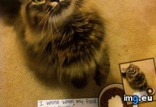 Tags: abrakadabra (Pict. in My r/AWW favs)