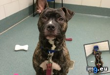 Tags: adopted, dog, dream, ear, felix, meet, month, one, pitbull, stays (Pict. in My r/AWW favs)