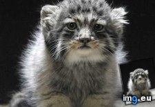 Tags: adapted, adorable, called, cats, climates, kitty, manul, pupils, siberian (Pict. in My r/AWW favs)