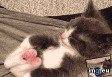 Tags: adorable, feets (GIF in My r/AWW favs)