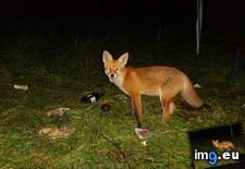 Tags: appears, campfire, fox, hanging, happy, long, night, partying, suddenly (Pict. in My r/AWW favs)