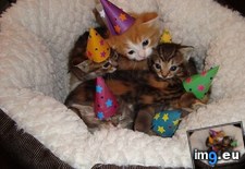 Tags: ain, kitten, party (Pict. in My r/AWW favs)