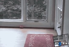 Tags: image (GIF in My r/AWW favs)