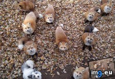 Tags: adorable, foxes, skulk (Pict. in My r/AWW favs)