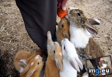 Tags: babies, bunnies, full, island, play, wanted (Pict. in My r/AWW favs)