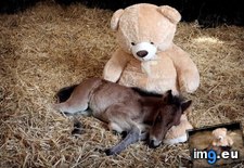 Tags: bear, button, friend, named, orphaned, pony, teddy (Pict. in My r/AWW favs)