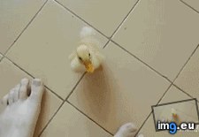 Tags: bloodthirsty, can, chasing, predator, prey, see, you (GIF in My r/AWW favs)
