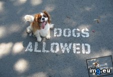 Tags: anti, dog, establishment (Pict. in My r/AWW favs)