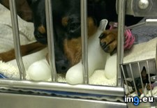 Tags: apprec, clinic, fill, gloves, hot, latex, one, patients, smaller, warm, water, work (Pict. in My r/AWW favs)