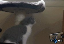 Tags: attempt, cute (GIF in My r/AWW favs)