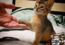 Tags: hand, shake (Pict. in My r/AWW favs)