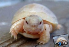 Tags: albino, baby, turtle (Pict. in My r/AWW favs)