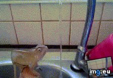 Tags: baby, chameleon, gifs, playing, water (GIF in My r/AWW favs)