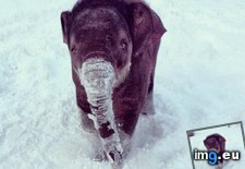 Tags: baby, elephant, snow (Pict. in My r/AWW favs)