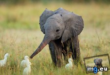 Tags: baby, birds, elephant, interacting (Pict. in My r/AWW favs)