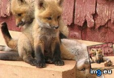 Tags: baby, foxes (Pict. in My r/AWW favs)