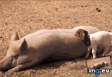 Tags: baby, conquering, goat, huge, pig (GIF in My r/AWW favs)