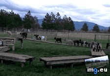 Tags: baby, floor, goats, lava, playing (GIF in My r/AWW favs)