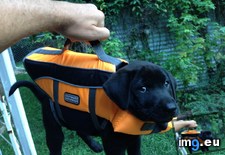 Tags: baby, life, vest (Pict. in My r/AWW favs)