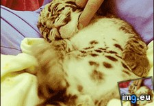 Tags: adorable, baby, leopards (GIF in My r/AWW favs)