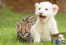 Tags: baby, lion, ocelot (Pict. in My r/AWW favs)