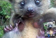 Tags: baby, discovered, olinguito, species (Pict. in My r/AWW favs)