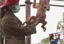 Tags: baby, belly, orangutan, rubbed (GIF in My r/AWW favs)