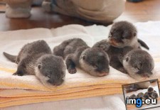 Tags: baby, otters (Pict. in My r/AWW favs)