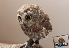 Tags: baby, owl (Pict. in My r/AWW favs)