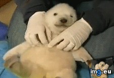 Tags: baby, bear, polar, tickled (GIF in My r/AWW favs)